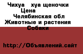  Чихуа - хуа щеночки › Цена ­ 30 000 - Челябинская обл. Животные и растения » Собаки   